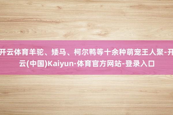 开云体育羊驼、矮马、柯尔鸭等十余种萌宠王人聚-开云(中国)Kaiyun·体育官方网站-登录入口